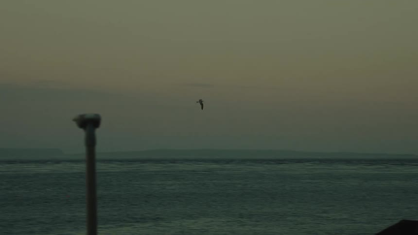 Bird flies over the sea with a distant horizon under a cloudy sky