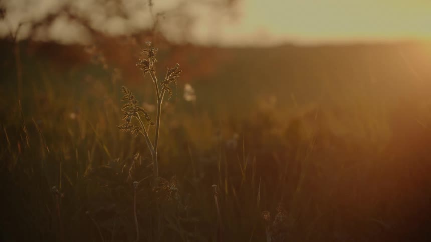 Wild plant lit by evening sunlight in an open field