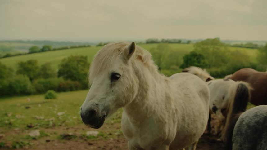 Pony in the foreground within a pasture with green hills in the background