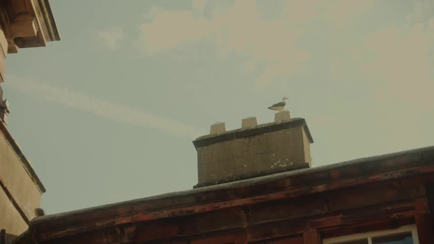 A bird is sitting on top of a chimney on a building