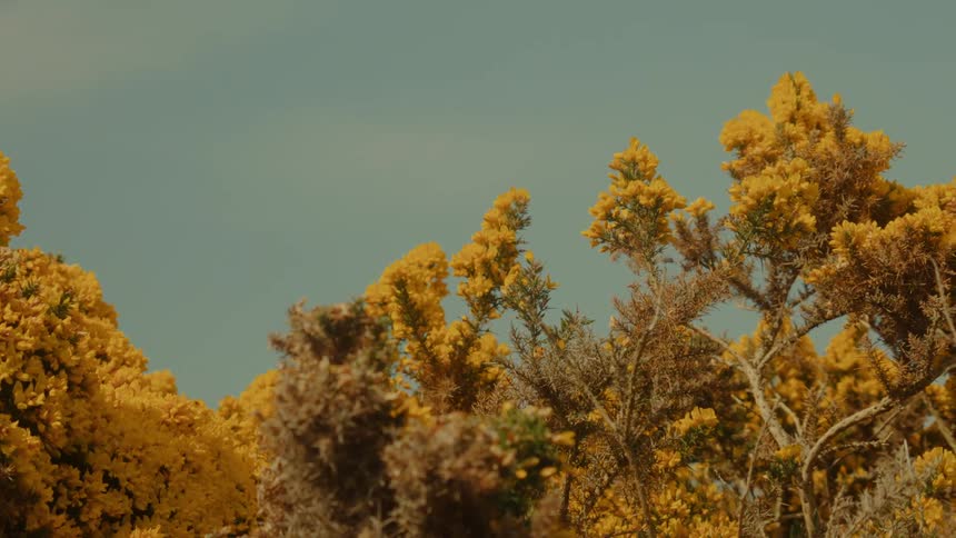 A view of some flowers growing on a tree