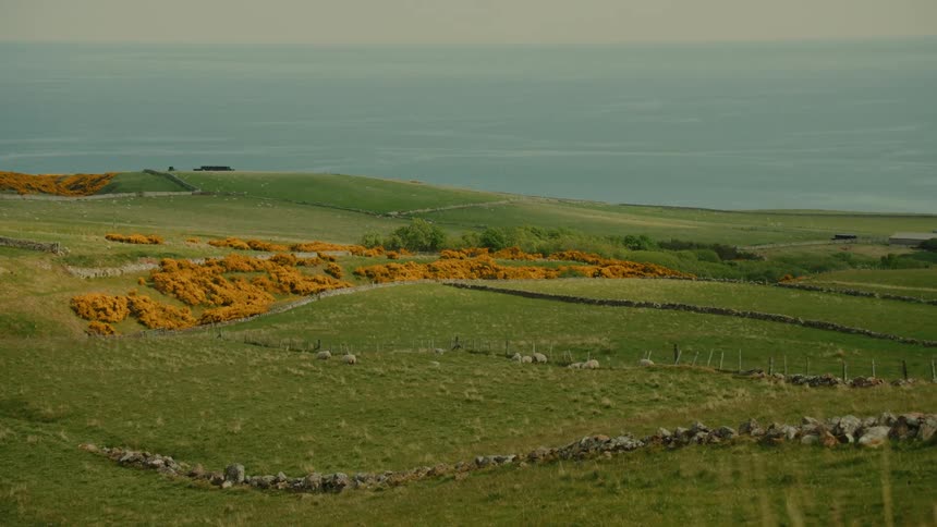 A peaceful wide view of a vibrant green coastal landscape dotted with bright yellow flowering gorse bushes