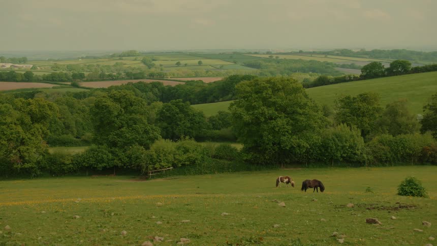 Two horses graze in the grassy pasture in front of trees atop rolling hills