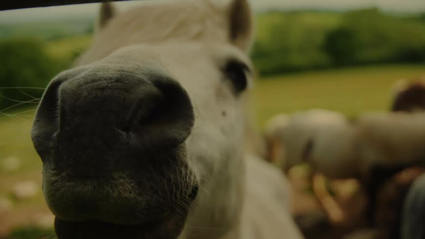 A farmland scene with farm animals including horses walking around the farm at midday
