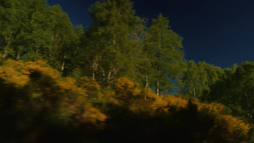 A thick forest is on the side of a road