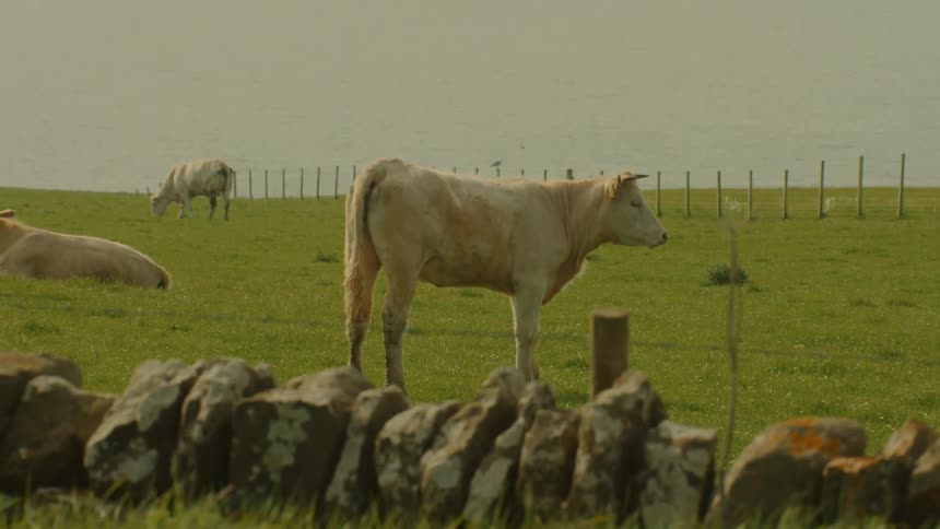 Cows on a farm relaxing and grazing as one cow stands looking around