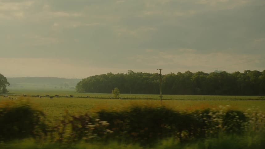 A landscape with grass and plants on a sunny day