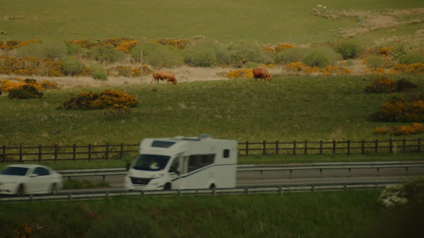 Cows graze on a rural hillside as vehicles travel along the highway in the foreground