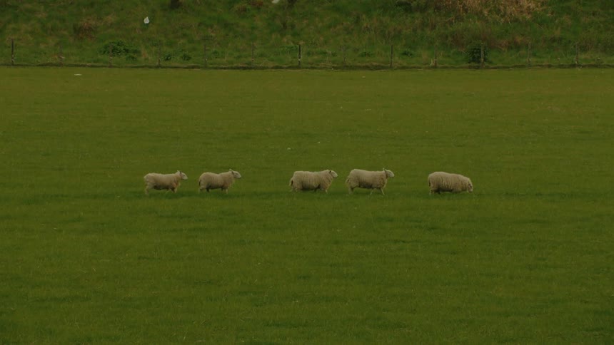 Group of sheep walks in a line across a green pasture