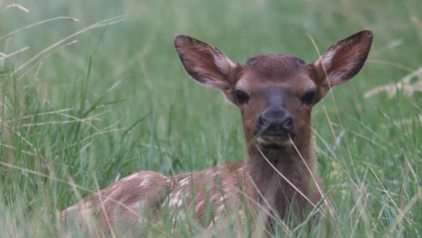 Deer laying in the grass moves its ears