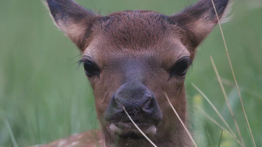 Close up of the face of a deer laying in the grass