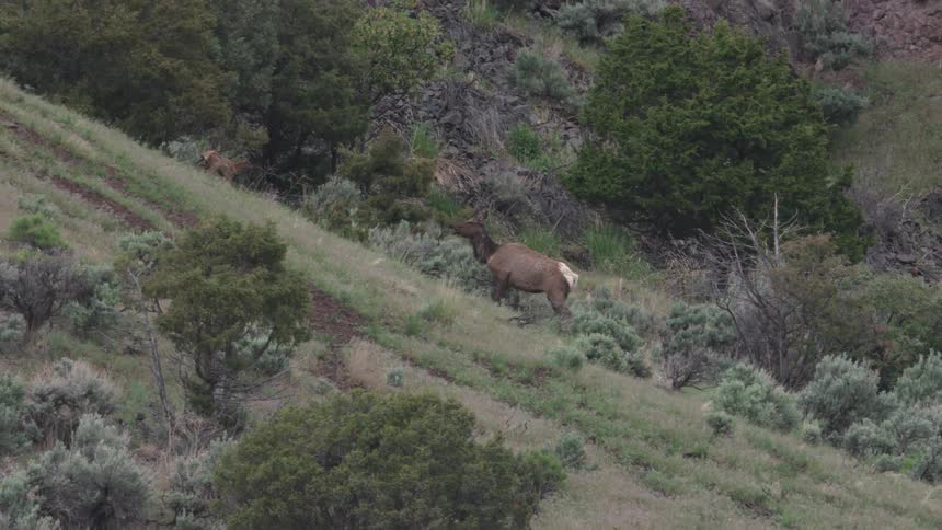 Elk walking along a hillside covered with vegetation and shrubs
