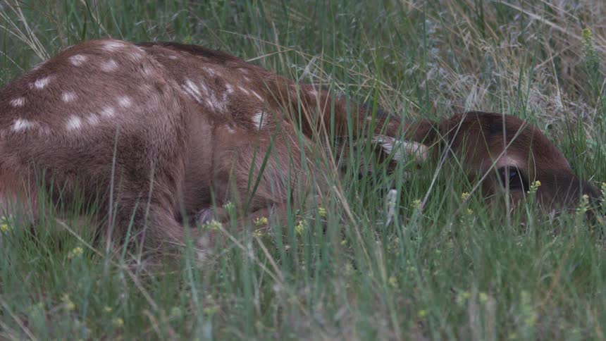 A young spotted fawn is seen lying motionless and curled up in a field of tall green grass the animal appears to be camouflaging itself or resting quietly as the blades of grass sway gently around it in the breeze