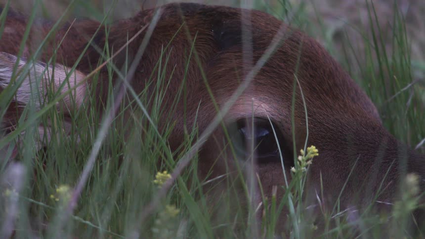 An animal is laying its head in the grass and flowers