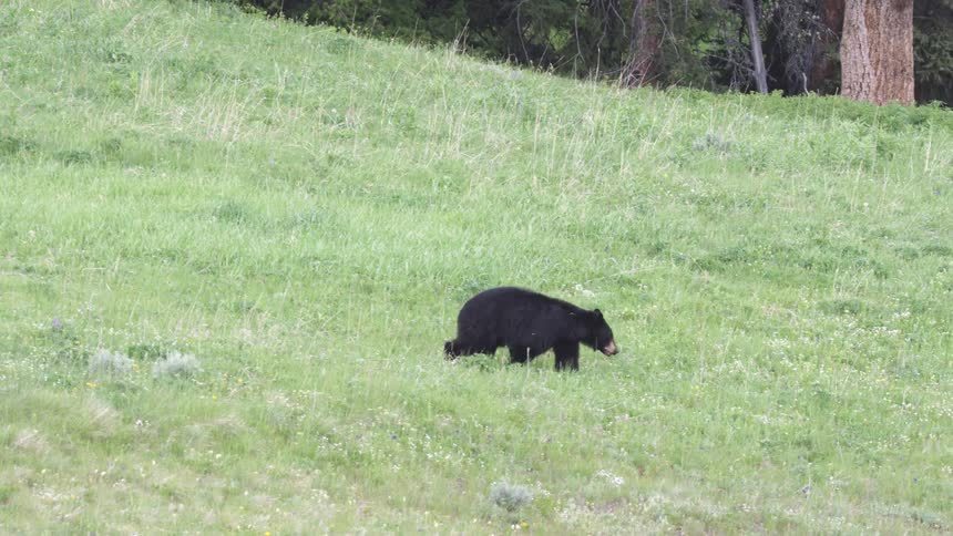 Bear walking on a field over a slope outdoors during day time