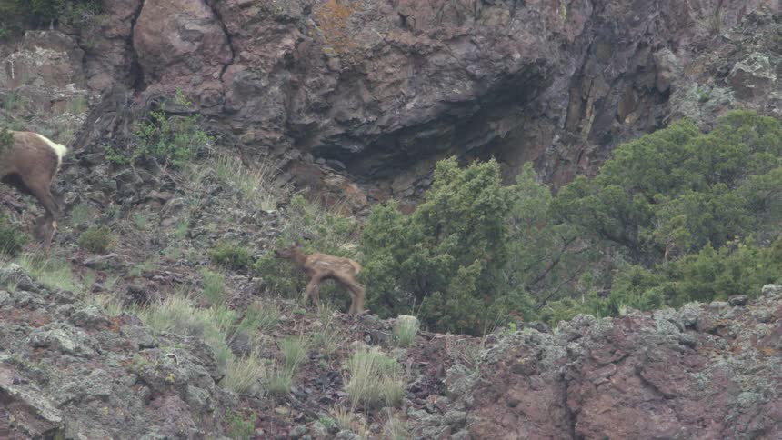 A female elk walks across a steep rocky hillside followed closely by her small calf as they navigate the rugged terrain filled with green bushes and dark stone formations under a grey sky