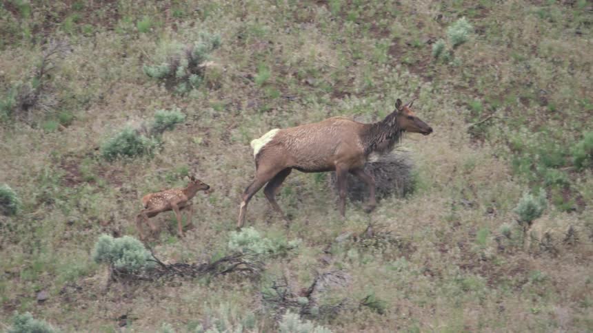 Fawn follows its mother across a grassy slope during the daytime