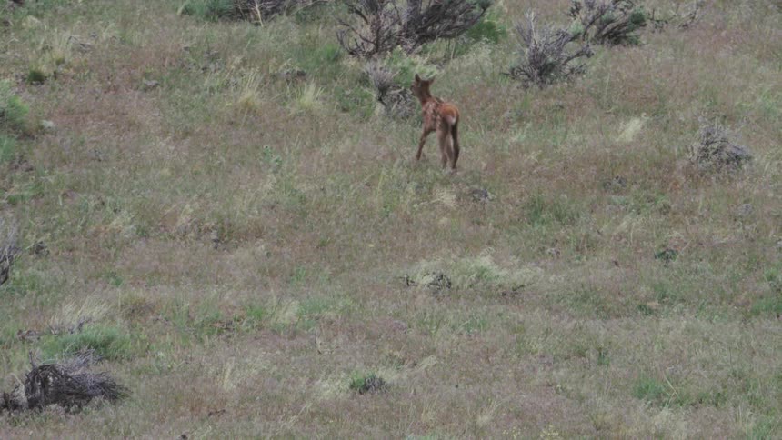 A deer walking outdoors in a grassy area