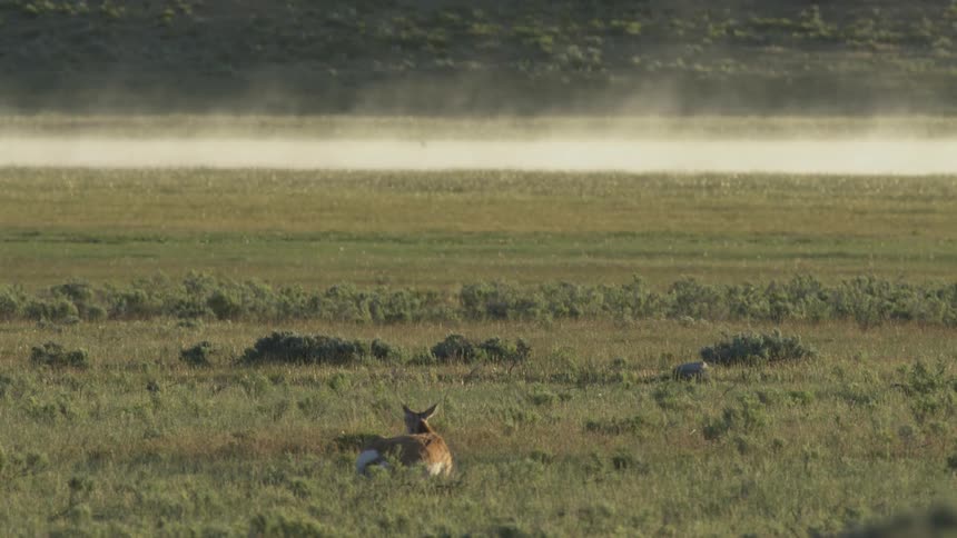 A lone deer sits peacefully in a vast open field of grass during the early morning hours a thin layer of mist drifts across the background landscape as the animal remains still looking out toward the horizon