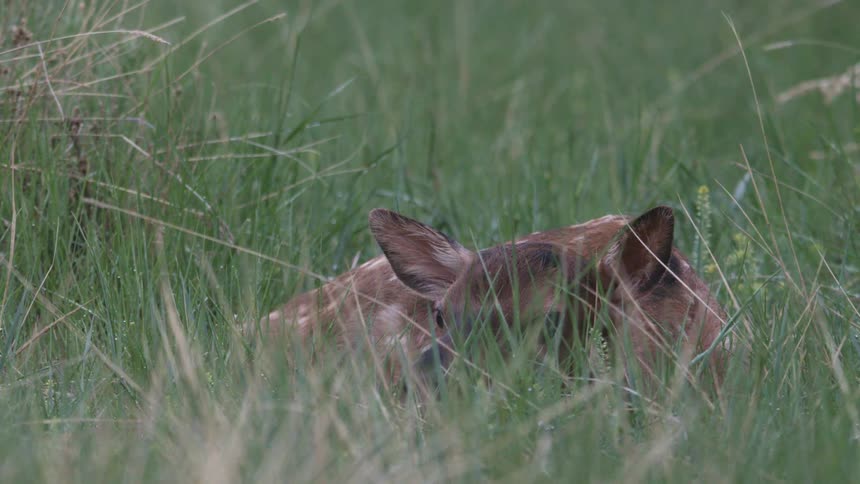 Fawn lying among tall grass