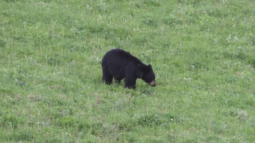 A large black bear walking in a green grass field sniffing and looking in the grass