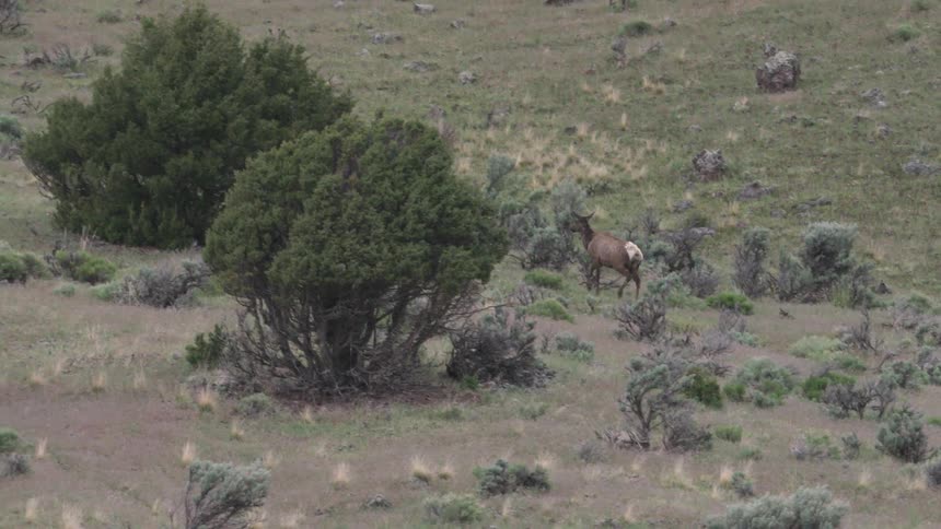 Deer walking among plants and vegetation in the wilderness