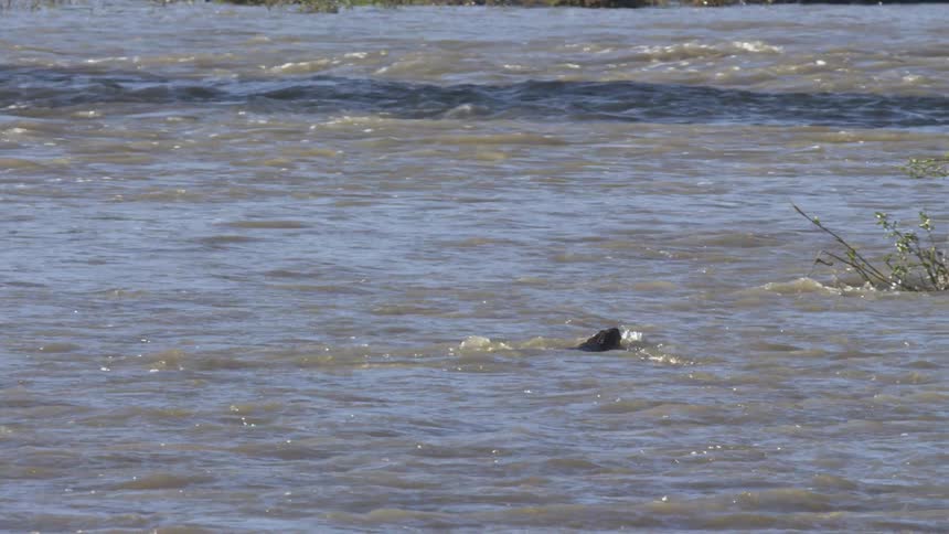 An alligator swimming in a river against the current during high tide at midday