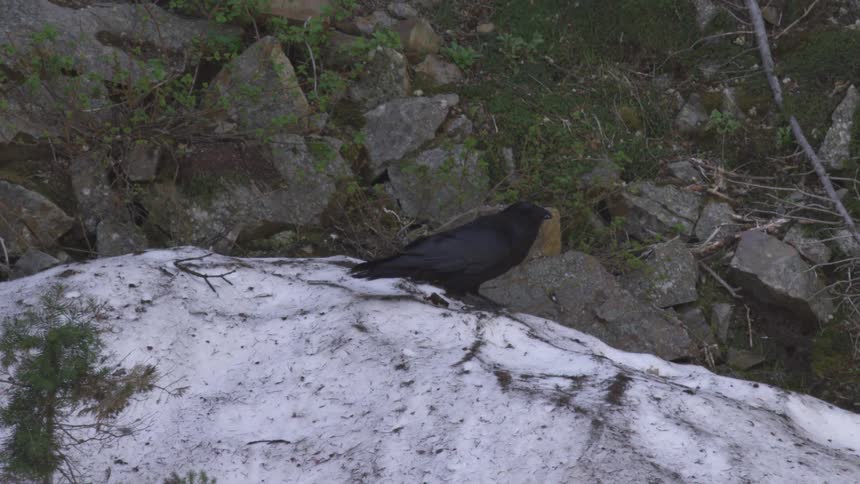 Crow taking off over an area with snow and rocks