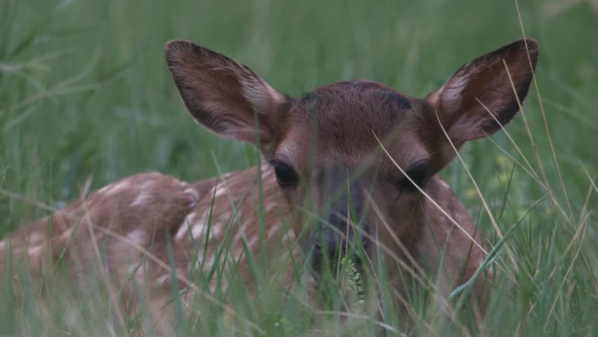 A young fawn rests quietly while nestled deep within tall green grass of a meadow