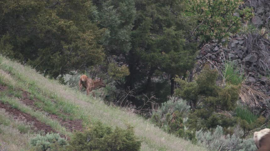 A mother elk stands on a grassy mountain slope looking at the camera before she turns to graze while her small calf walks through the brush behind her near a cluster of evergreen trees and rocky ground