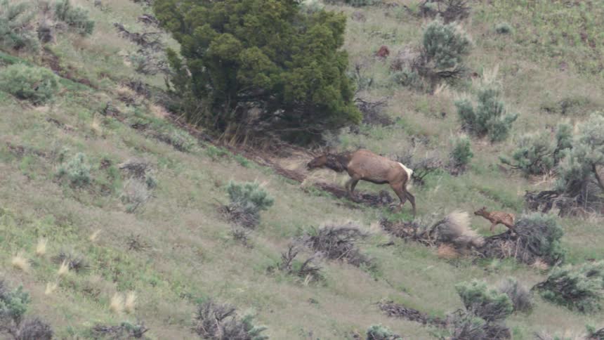 A mother elk runs up a hillside while her young calf follows behind her