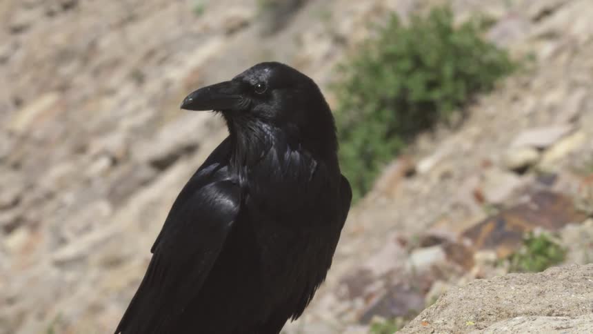 Black crow perched on a rock in sandy terrain