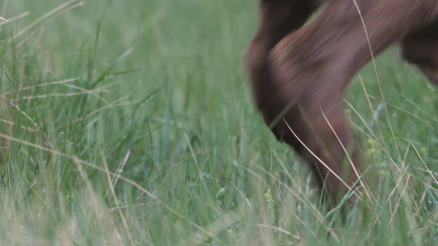 A young elk calf with white spots on its brown fur rests quietly in a lush green meadow before slowly standing up and walking out of the frame
