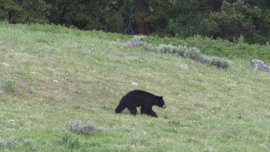 A large black bear walks across a grassy hillside near a forest during the day