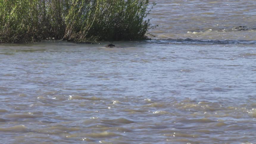Animal swimming in a river with current near vegetation