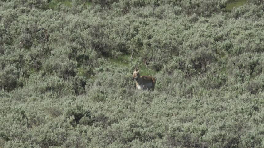 A tan pronghorn with white markings stands among a vast field of green sagebrush on a sloping hill during the day