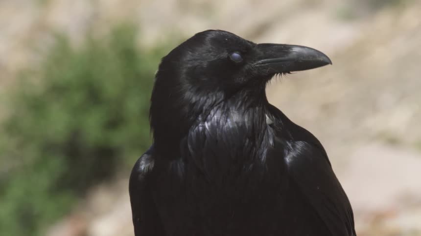 A closeup of a black raven shows it looking to the side against a blurred natural background