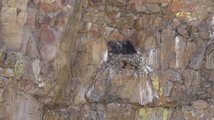 A large bird landing at a nest on a cliff