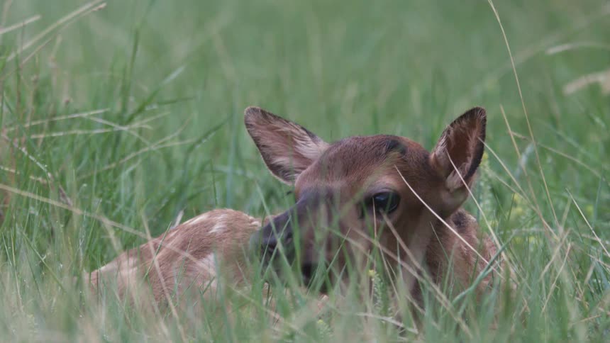 An elk calf with brown fur and white spots lies calmly in a field of tall green grass while looking directly at the camera before turning its head to the side