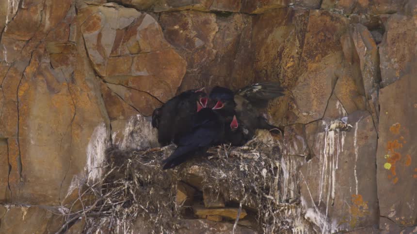 Several large black birds with red mouths are seen nesting on a steep rock ledge one bird flies into the nest to join the others while another later takes flight from the rocky cliffside
