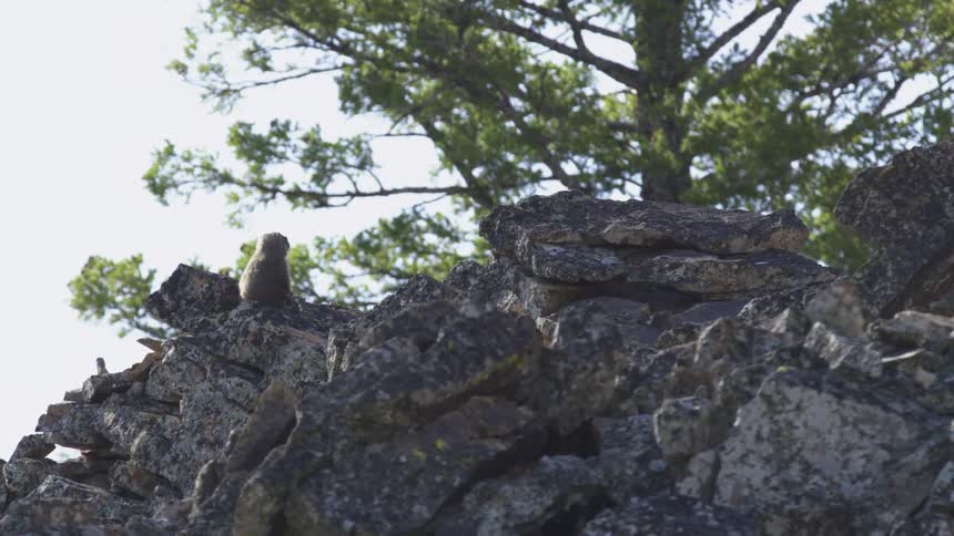 Small mammal sitting on a mound of rocks near a conifer tree stands erect