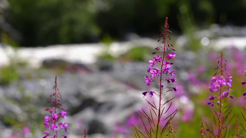 Purple flowers blow in the wind