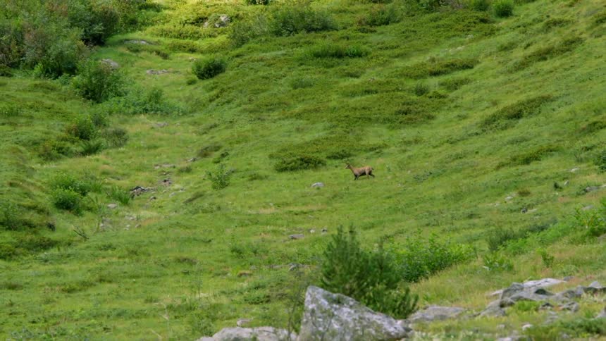 Deer walks on a grassy hillside