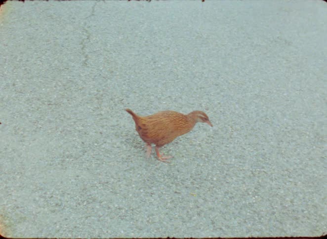 A small brown bird walks on a gravel surface during the day