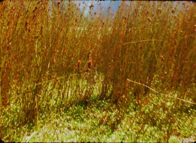 Dry grass in field with mountains in background