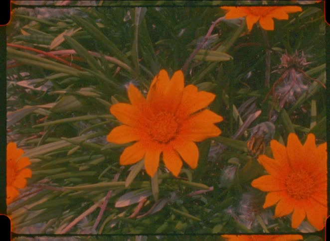 Orange flowers among green leaves