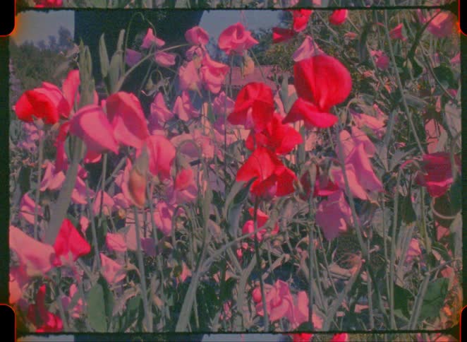 Red and pink flowers among green foliage outdoors