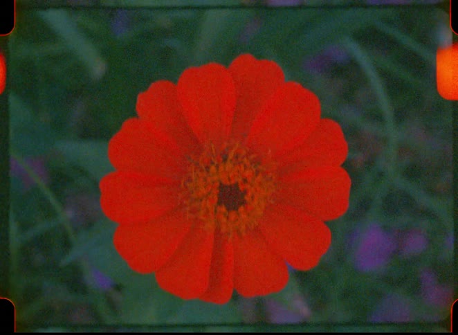 A flowering plant with red buds growing among grass outdoors