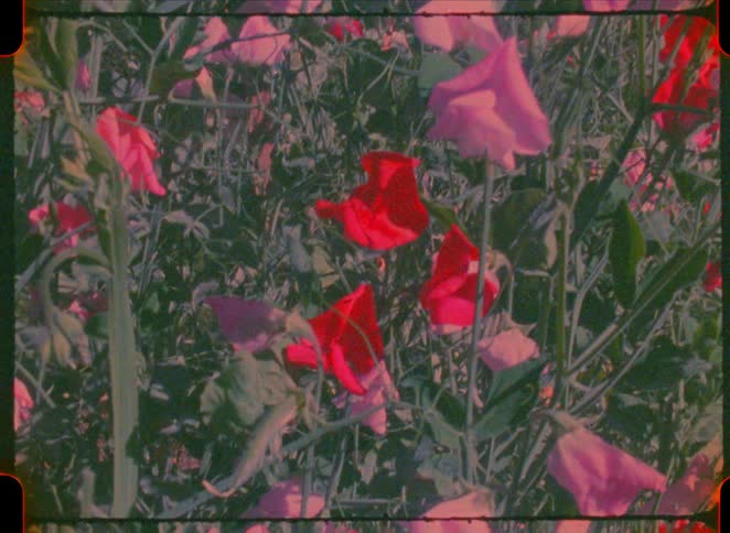 Red and pink flowers grow among green foliage in a garden