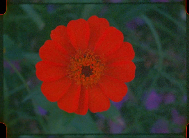 A close view of a vibrant orange zinnia flower blooming in a garden with soft green foliage in the background during the day